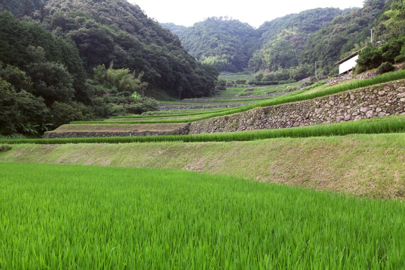 下から見上げた景色。山間部に段を石垣で作り、見事な景観を作り出している。