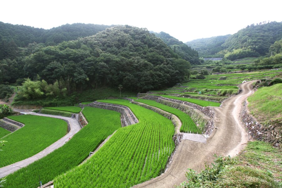 水を張った風景、新緑の風景、収穫時期の風景と様々な表情が楽しめる。