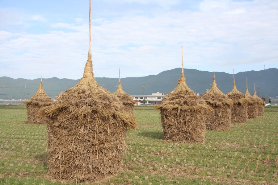 稲わらを乾燥貯蔵するため、田に積まれた約3m の「わらぐろ」が田に立ち並ぶ、この地域の冬の風物詩。