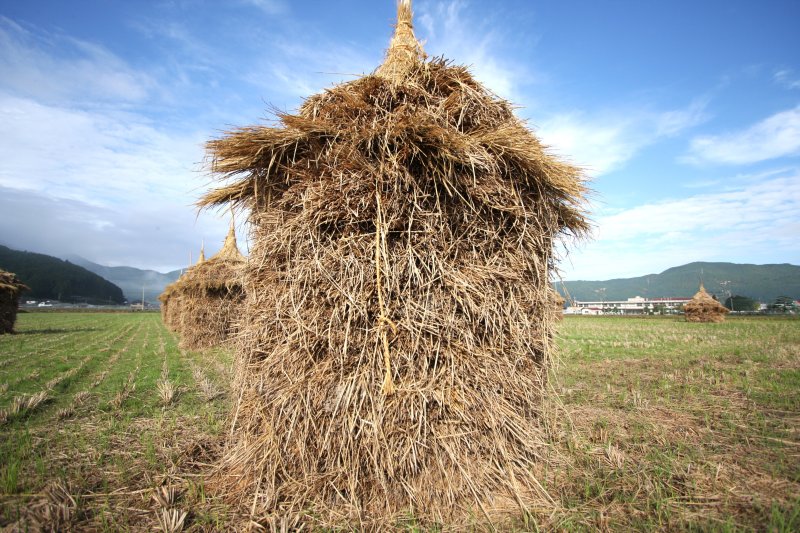 愛媛県で最後まで「わらぐろ」風景が残されていたこの地方でも、近年では見ることが少なくなっている。 