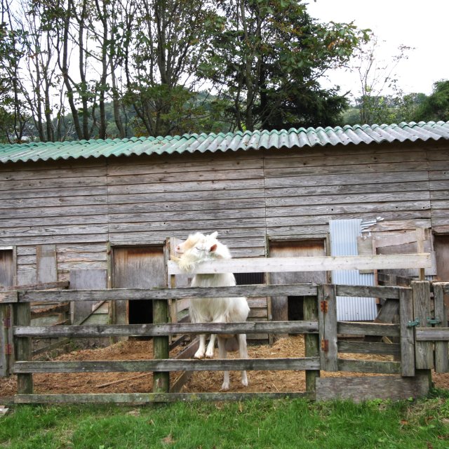 ポニー牧場