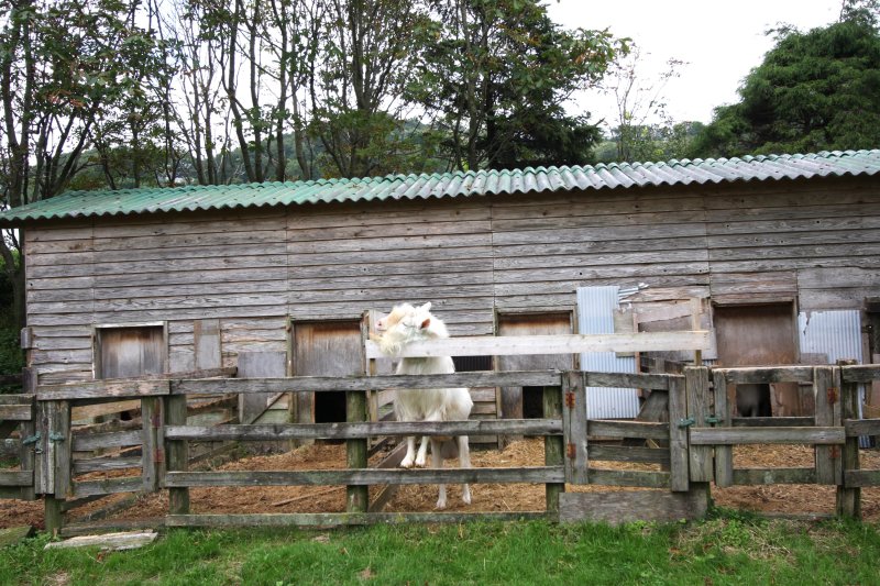愛嬌たっぷりの動物たちののんびりとした姿を見ていると、心の底から癒される。