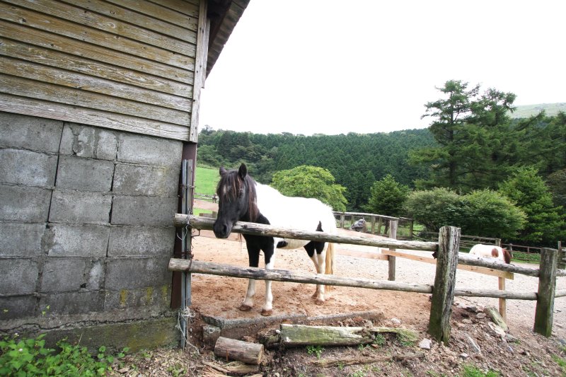 ポニー牧場では、愛らしい動物たちに触れたり餌をあげることもできる。