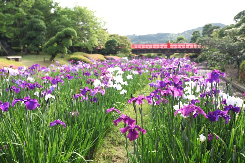 5月ごろから咲き始める花菖蒲は色とりどりで目を楽しませてくれる。
