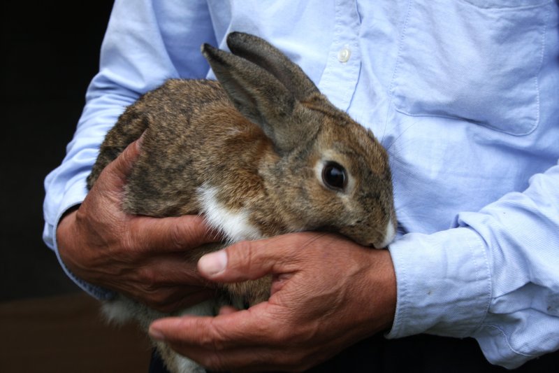 毎週日曜日にはうさぎとモルモットの触れ合い体験も行っており、毎週多くの子供たちが喜んで参加している。