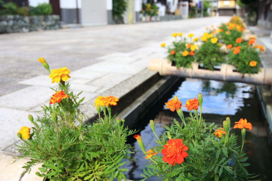 潤沢な肱川から引いた疎水には、色とりどりのコイが元気に泳ぎ回っている。