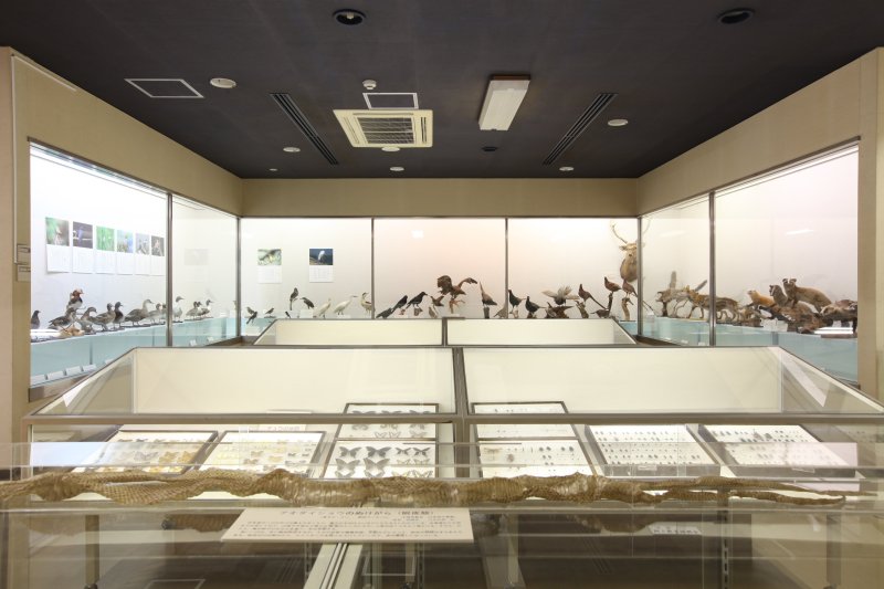 肱川流域に生息する昆虫や野生動物などの剥製や標本、写真が多数展示されている。