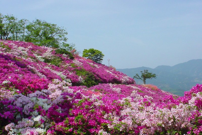 ツツジの名所となっており、毎年4月下旬～5月中旬まで約6万3千本のツツジが見事に咲き乱れる。