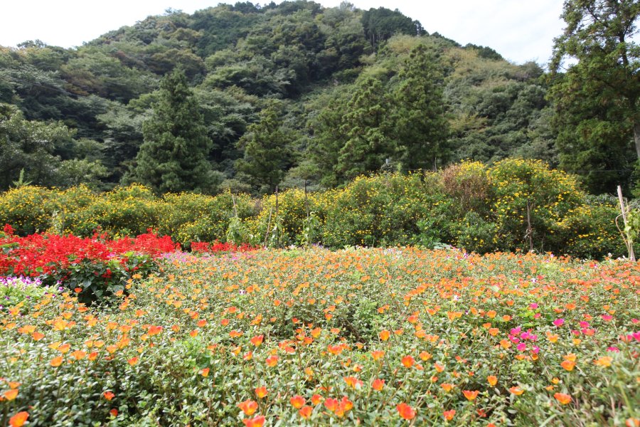 人面岩の前に造られた花壇には四季折々の花々が植えられ、山の綺麗に澄んだ空気を吸い込み、花々を見ていると心が安らぐ。