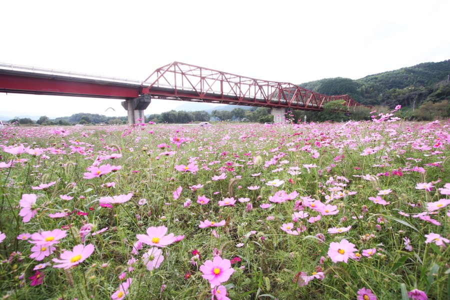 風に揺られて色とりどりの可憐なコスモスが咲き、頭上の畑ノ前橋の赤色とのコントラストが絵になる光景を醸し出している。
