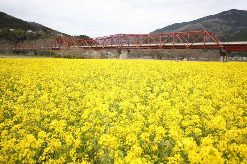 春になれば菜の花が一斉に花開き、辺り一面を黄色の世界に変える。