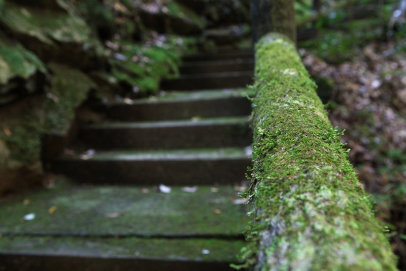 階段と手すりは苔むし、自然の豊かさや生命の強さを感じさせる。滑らないようにご注意。