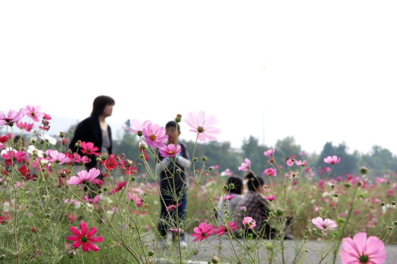 9月から10月にかけて見頃を迎えるコスモスは、色とりどりの花を咲かせ、訪れた人々の目を楽しませる。