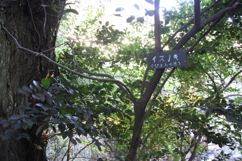 雨滝にはイスノキ（ひょんの木）が群生している。木の実は笛として使用でき、その音色が「ヒョウヒョウ」というため、ひょんの木と呼ばれている。