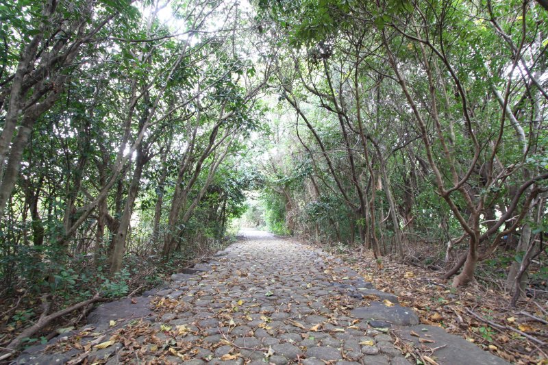 石畳の遊歩道が整備され、潮風が吹き抜けるウバメヤシの原生林。