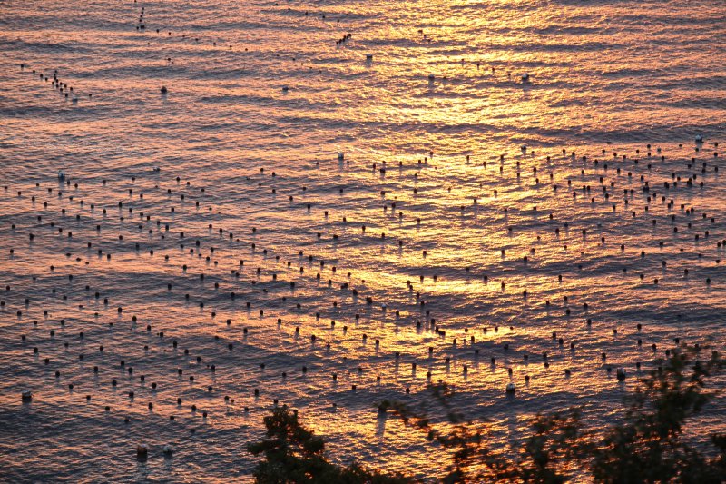 夕日に照らされ黄金に光る宇和海の海原には、数々の真珠筏が浮かぶ。きれいな夕日を浴び、光り輝く真珠に育っていく。