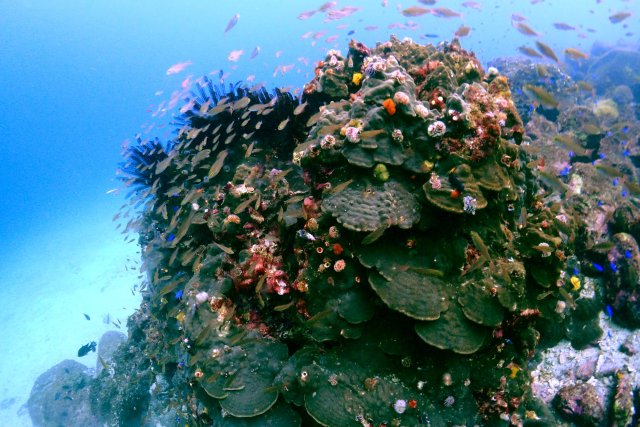 「海底が見える船」ユメカイナ・ガイヤナ／西海観光船