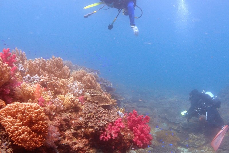 愛南町の海、サンゴが広がる豊かな海でダイビング