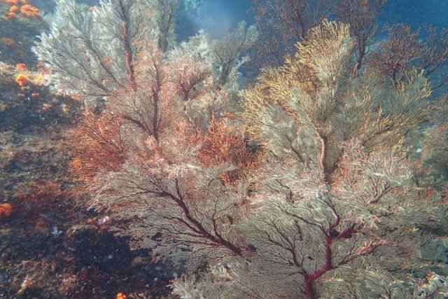 「海底が見える船」ユメカイナ・ガイヤナ／西海観光船