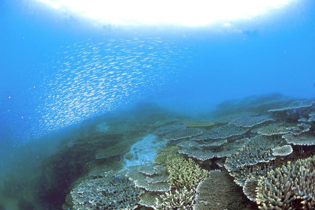 「海底が見える船」ユメカイナ・ガイヤナ／西海観光船