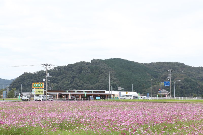 稲の実りの時期には黄金に、コスモスの時期にはカラフルな花の絨毯に包まれる建物。