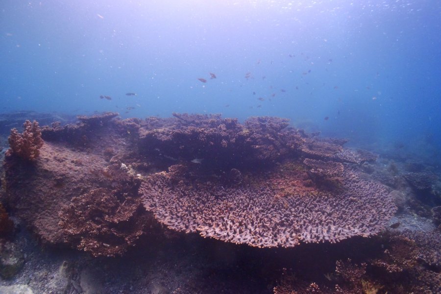 海中には様々な珊瑚がテーブル状に群生しており、普段は見られない別世界が広がる。