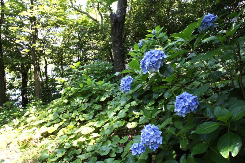 四季折々の花々が咲き乱れる遊歩道は、海の景色を見ながら森林浴も楽しめる。