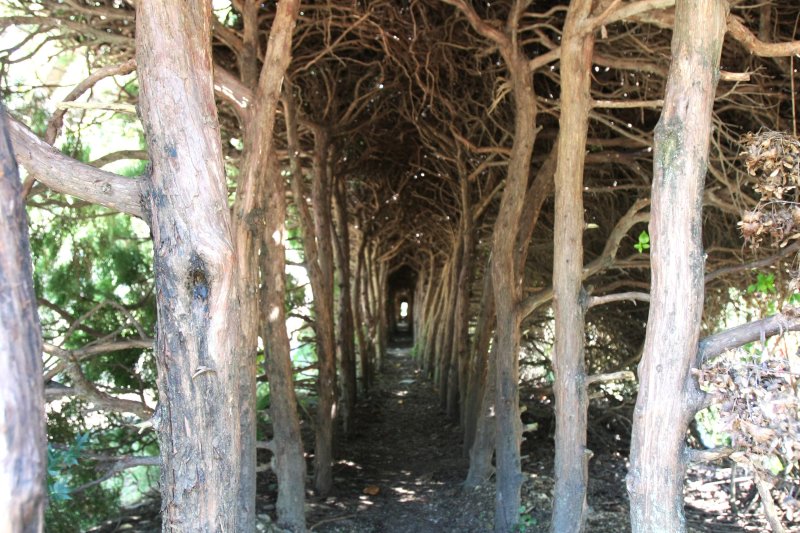 公園を囲む生垣の中は約50m程のトンネル状になっており、子供はもちろん大人も潜れるようになっている。