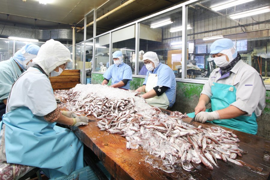 運び込まれた新鮮な小魚は、一匹ずつ手作業にて不要な部分が丁寧に取り除かれる。