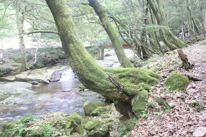 草食恐竜のような風貌の苔むした木は、まるで彫刻作品のように立体的で、まさに自然の芸術。