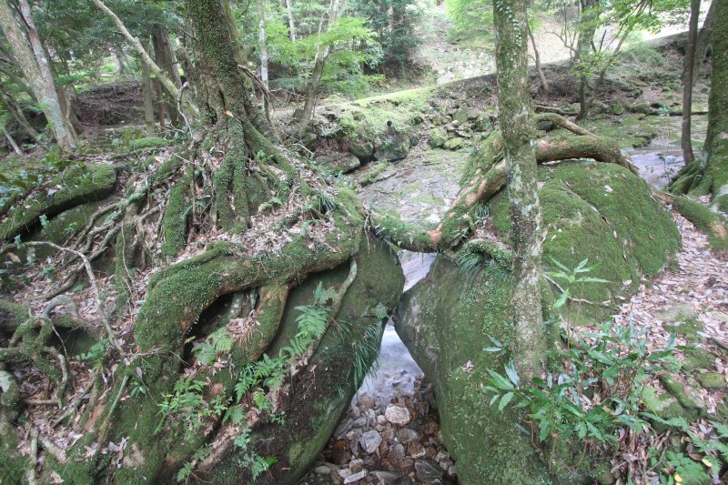 大自然の強い生命力と息吹を感じる2個の岩に根を張る木は、龍が玉をわしづかみしているようにも見える。