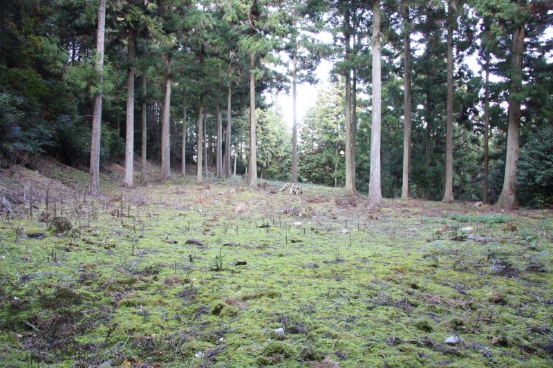 境内の中でも最も広大な敷地を誇る本堂跡の平坦部。