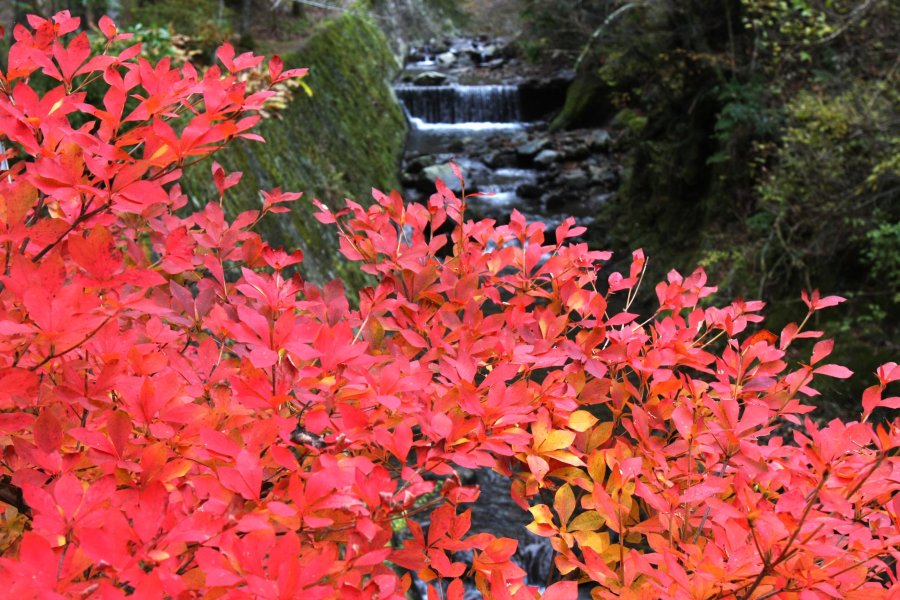 秋には燃えるように赤く染まった美しい紅葉が出迎えてくれる。