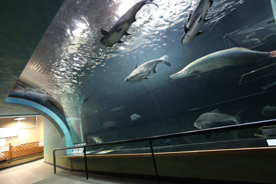 トンネル型の大水槽は、世界最大の淡水魚「ピラルクー」が大迫力で見られる。