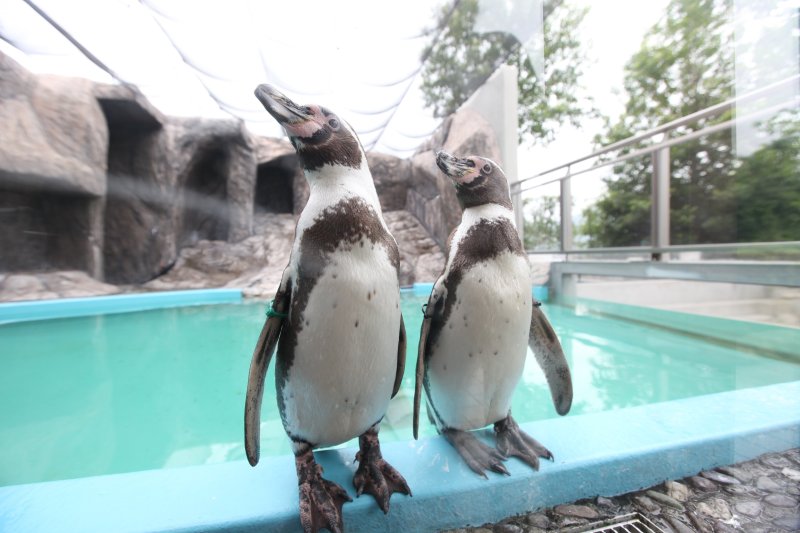 ペンギンハウスでは毎日11時30分より、ペンギンたちの食事風景を見ることもできる。