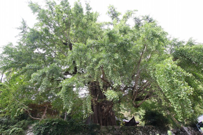 根周り約12ｍ、高さ約30mの見上げるほど巨大な大イチョウは、樹齢700年以上と言われており、愛媛県の指定天然記念物。現在でも秋には黄葉し辺り一面を黄色の世界に染めあげる。