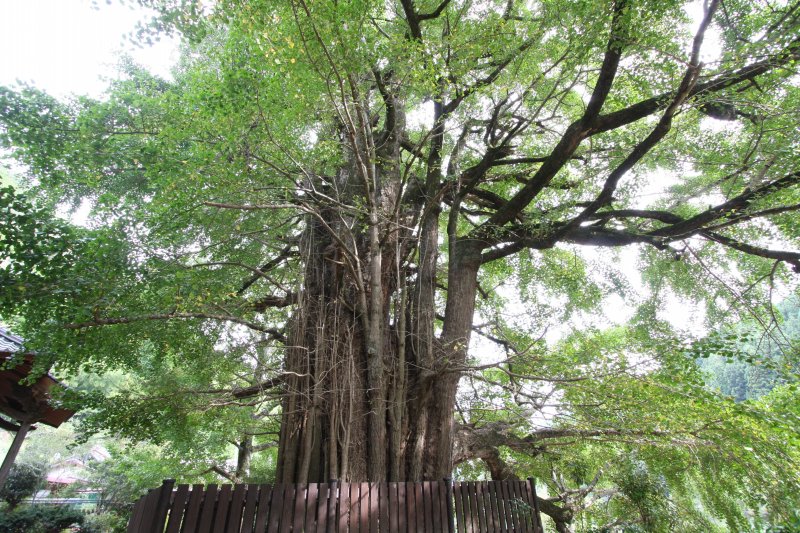 大イチョウの陰に寄れば大樹の生命力と息吹が感じられ、何とも言えない安心感を覚える。