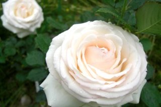 イングリッシュローズやオールドローズを始め、約200種類のバラが育てられており、毎年5月には見ごろを迎える。