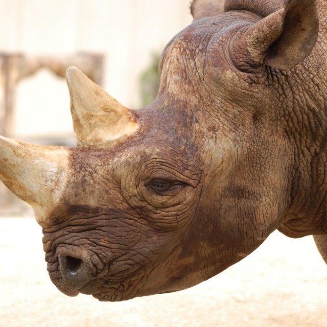 ファミリーで楽しむ松山市内＆とべ動物園