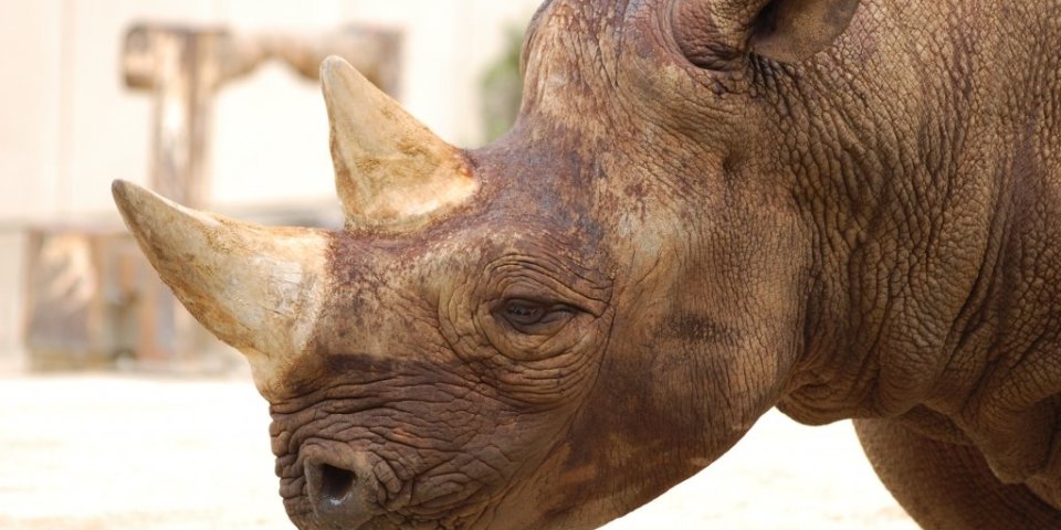 ファミリーにおすすめ！「坊っちゃん列車」や「とべ動物園」を楽しむ、松山＆砥部の1日コース