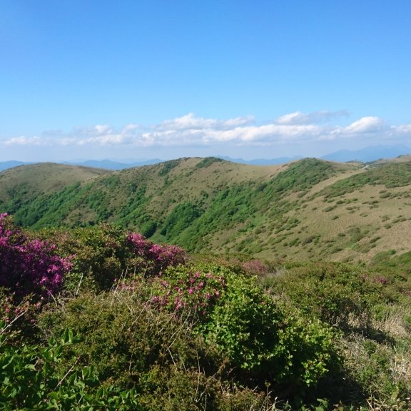 大川嶺