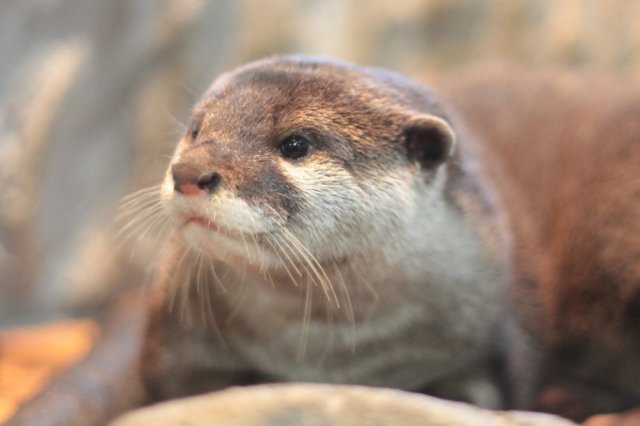 道の駅　虹の森公園まつの「四万十川学習センターおさかな館」