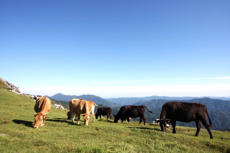春から秋までは、多くの牛の姿を各所で見ることができる。