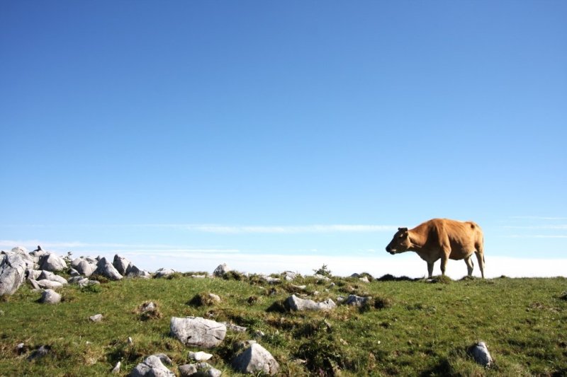 青い空、白い雲、緑の大地と三拍子揃った抜群の環境で、牛が悠々自適に生活している。