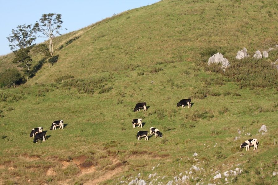 豊かな牧草を育みながら大自然で悠々と育てられている牛の群れは、道路沿いからも間近で見ることができる。