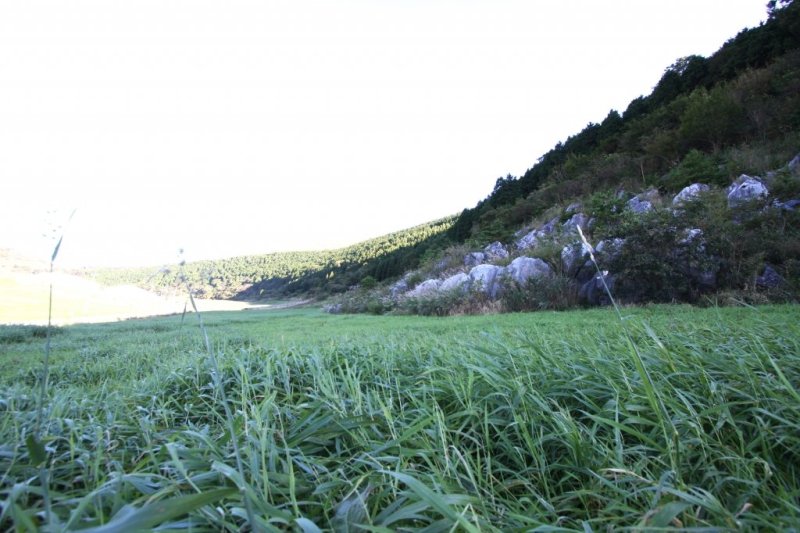 背丈の高い牧草が生い茂る緑の草原の中、浸食作用により地表に露出した真っ白の岩肌の石灰岩がごろごろと点在しているのは、カルスト台地ならではの光景。