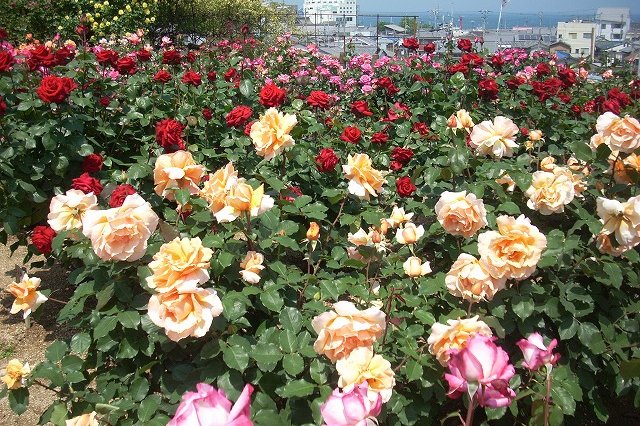 公園内に育てられたバラは100種900株が咲き誇る。