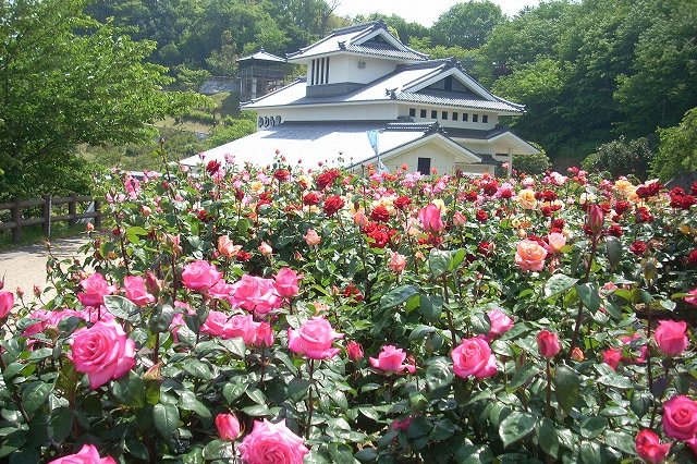 バラ園越しに望むかわら館