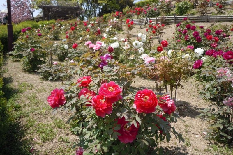 園内にある約1,500本のボタンの見ごろは、４月下旬から５月上旬