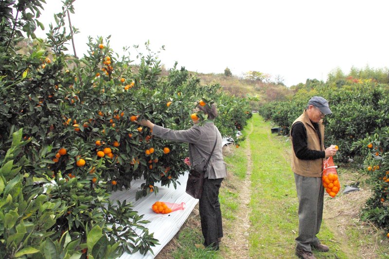 大きく実ったみかんを収穫したり、もぎたてのみかんをその場で食べたりでき、誰もが大満足できる。